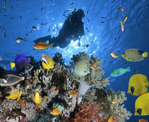 5* Dreams Beach Hotel Konaklamalı Tüm Extra Turlar Dahil Sharm El Sheikh Tatil Paketi 5 Gece 6 Gün